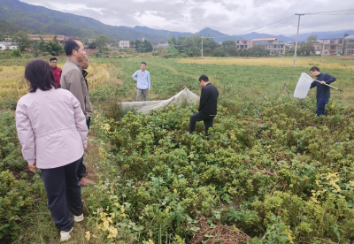 从会议室到病田块！平远东石镇这场培训后，科技特派员立刻实地 “把脉开方”