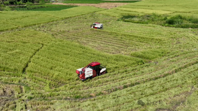 平远县5500亩“社村”合作制种水稻，收割！