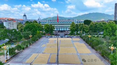 秋日最美“金地毯”！平远县：广场变晒场 干群心更近