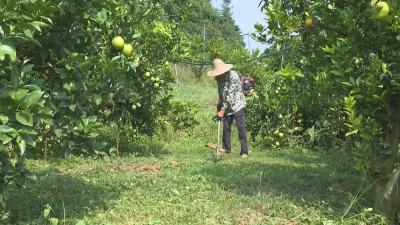 平远县：金秋管护忙 描绘好“丰”景