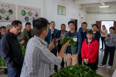 梅县区开办绿茶加工技术培训班