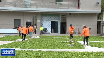 兴宁马山茶，何以香飘四海？探秘千亩生态园的“绿色财富密码”