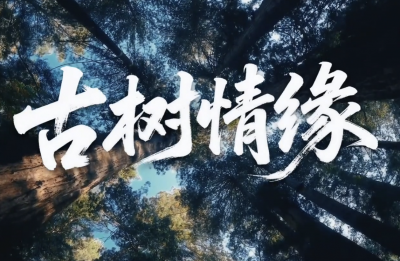 文脉华章 | 微视频《古树情缘》