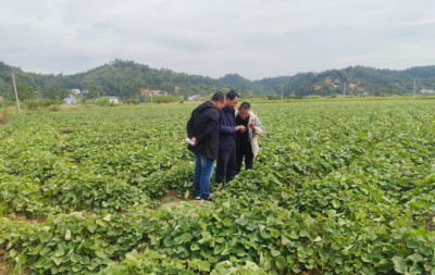 田间地头送技术！农业专家到兴宁市罗岗镇护航马铃薯实验种植