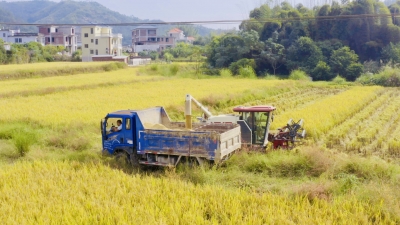 荒地蜕变为“希望田”！大埔西河北塘村28.5亩稻田迎丰收