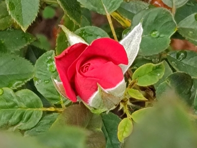 刘兆佳 | 红色寻踪：汀江边上的红色交通线