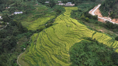 走，打卡去！平远县泗水镇梅畲村龙颈梯田“染金”啦~