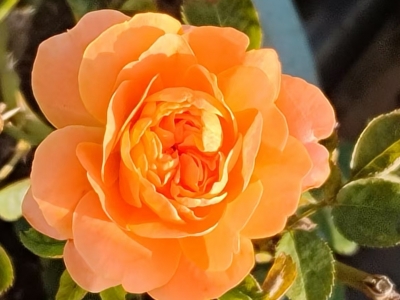 林日泉 | 山歌对唱：恋到几时才脱单