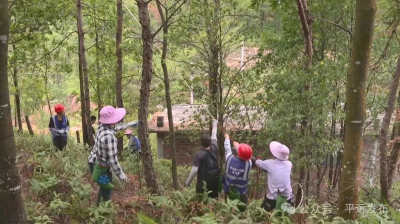 平远县扎实推进松材线虫病疫木除治工作 筑牢森林生态安全屏障 