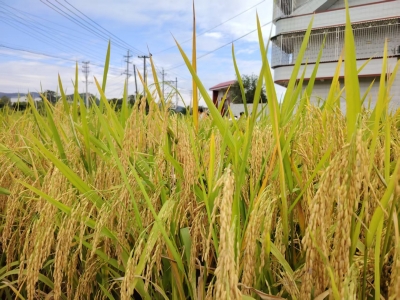 示范田亩产超400公斤！这种节水抗旱稻，撂荒地山坡地也能种哦