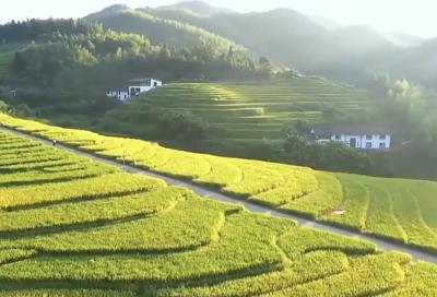 新思想引领新征程丨绘就乡村全面振兴壮美画卷