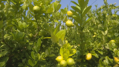 满园柠檬香！蕉岭县招福村香水柠檬喜获丰收啦~