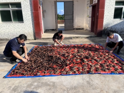 林下灵芝“钱”景好！丰顺丰良镇九龙村坚持党建引领发展林下经济