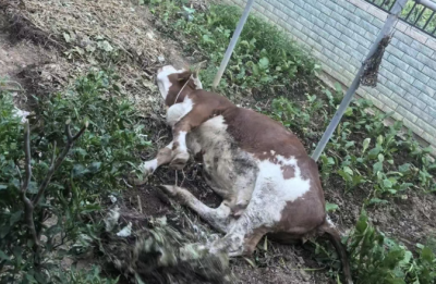 牛发疯！真吓人！