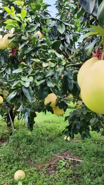 “柚”和大家见面啦~近期梅州蜜柚集中上市！