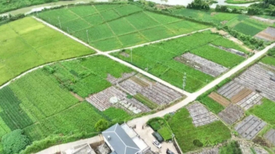 平远：6600亩仙人草迎来丰收季 小仙草铺就致富路