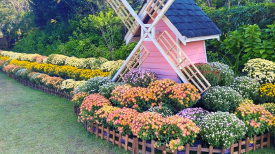 打卡“莫奈花境”！梅州爱丽丝庄园菊花花海醉游人