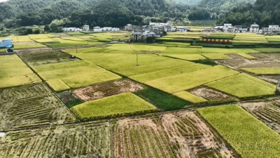 金秋稻浪涌！平远10万亩晚稻陆续开镰收割