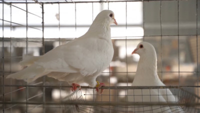 从良种培育到市场破圈！多方赋能助力“兴宁鸽”飞向世界