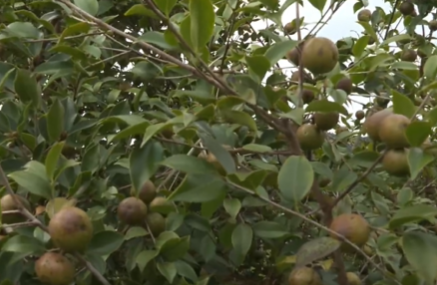 “绿色油茶”结出“金色希望”！梅县区南口镇油茶丰收，农户采摘忙→