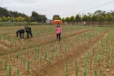 精准助力农林产业发展！市农林科学院特派员助力平远县石正镇产业振兴