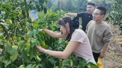 梅县区桃尧镇“认养好柚”开摘啦！