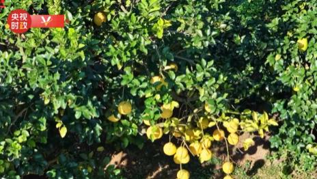 时政现场说丨金柚满枝头 产业甜万家