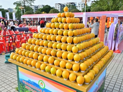 “橙”意邀约！第二十一届平远脐橙文化旅游活动将于11月25日举行