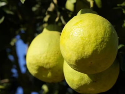 第1视点｜乡村振兴路 金柚正飘香