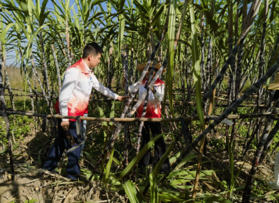 农户甘蔗丰收却采收人手紧缺？兴华高速“小蚂蚁”志愿者来帮忙