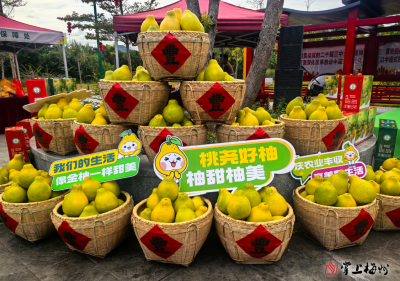 “梅县金柚·桃尧好柚”设立大湾区产销对接联络处