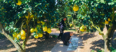 笔墨传情，柚赞振兴！市文联组织画家到雁洋镇开展主题采风创作