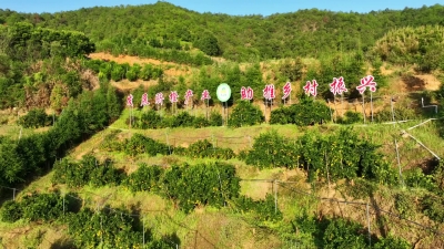 梅州V视丨平远县第21届脐橙文化旅游活动7个脐橙采摘点出炉