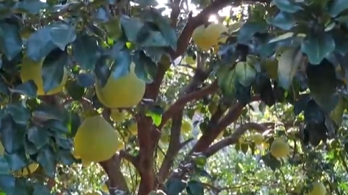 央视财经丨广东梅州：35万亩金柚丰收 产业链协同发展助农增收