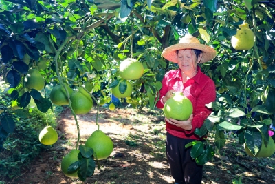 梅州：金柚飘香产业兴 乡村振兴谱新篇
