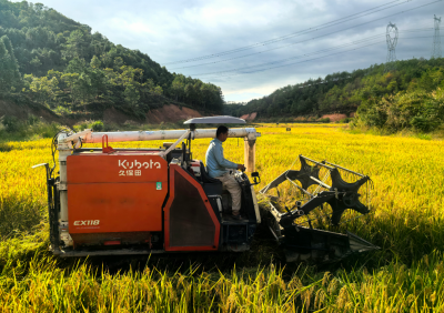 好品种×好技术=好收成！梅县区畲江镇示范田节水抗旱稻喜获丰收