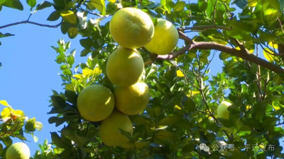 平远长田镇金柚采摘季开启！“甜蜜产业”助农增收