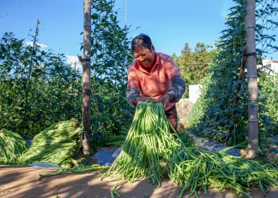 不愁销路还有好价！科技赋能，让平远这家困境农场觅得“致富豆”