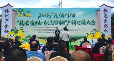 2025广东梅州柚——“梅县金柚·桃尧好柚”产销对接大会举行