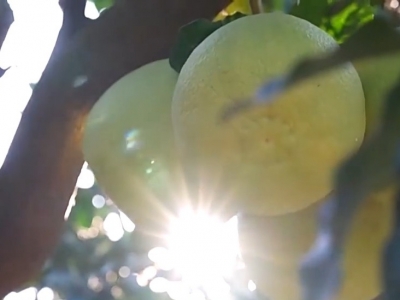 新思想引领新征程·非凡“十四五”丨发展乡村特色产业 推进乡村全面振兴