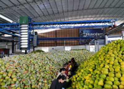 驻梅州市梅县区白渡镇工作队：振兴产业带动就业 帮扶车间点亮振兴之路