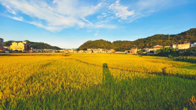 周继章 | 十月朝，糍粑粄子碌碌烧