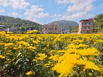 金丝皇菊开出“三赢”好风景！丰顺县潘田镇探索“稻田公园”模式推动乡村振兴