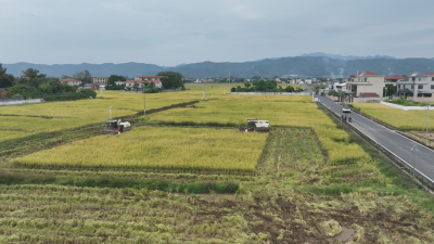 田间地头奏响“丰收曲”！蕉岭县：机械化助力晚稻丰产稳产
