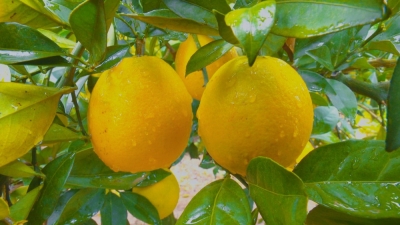 平远脐橙披“金装”啦！月底迎甜蜜采收~