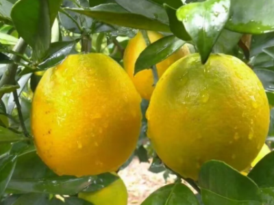 平远：特色产业乘势而上 长田农文旅体商融合激活新动能