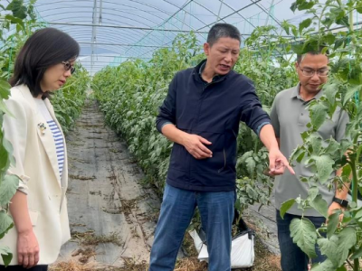 “种得好、加工优、卖得火”！他们走进田间地头，助力丙村镇特色农业跑出“加速度”