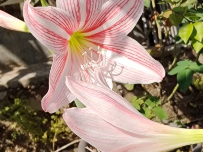 山歌故事 | 凉浆豆腐整呀好