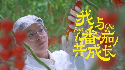 梅州V视丨珠科现代农业“萌新“前来报到!这片番茄田被我们承包了!