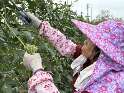 平远中行镇优质豇豆丰收上市